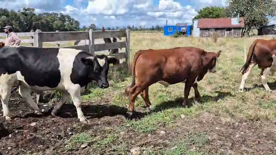 Lote 35 Novillo Engorda en Osorno, X Región Los Lagos