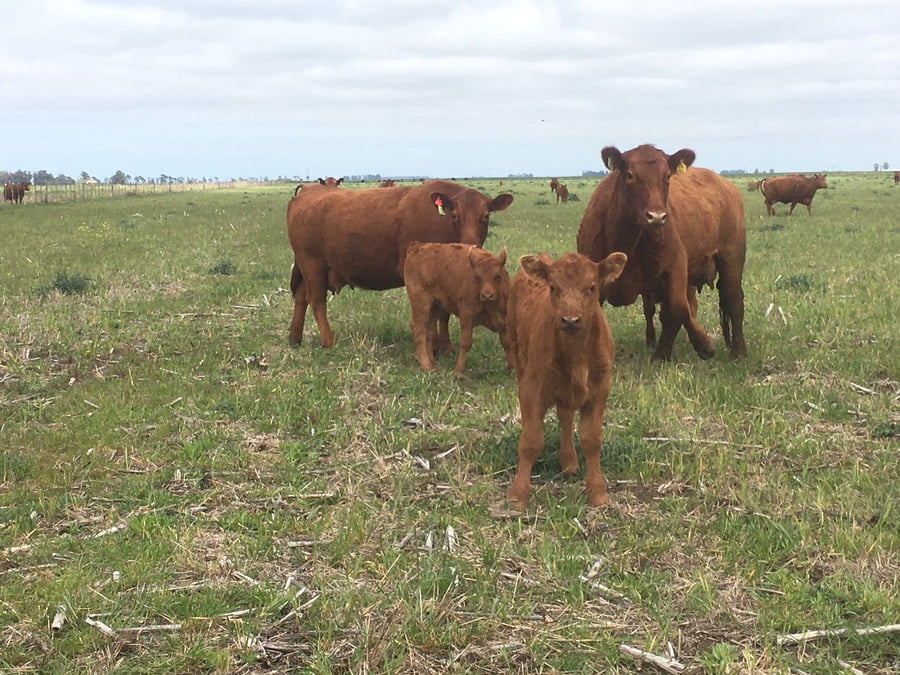Lote 45 Vacas medio uso C/ cria