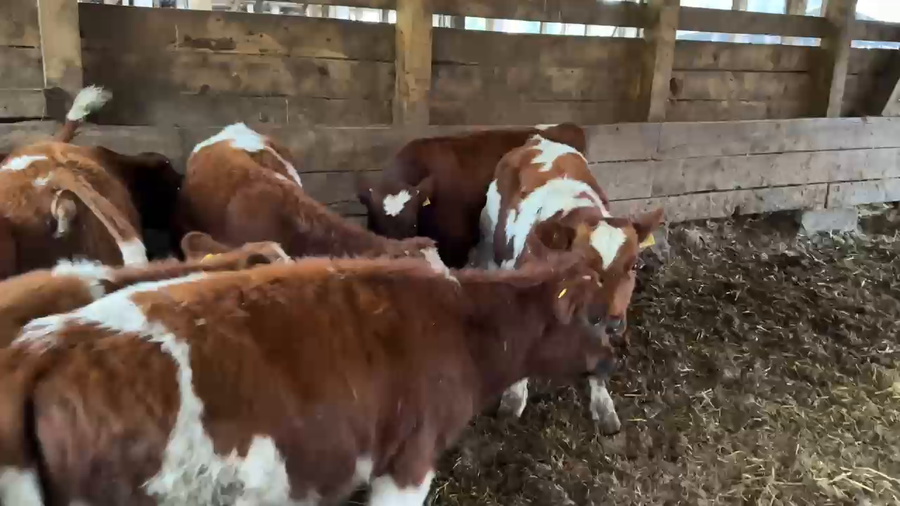 Lote 70 Ternero en Melipeuco, IX Región Araucanía