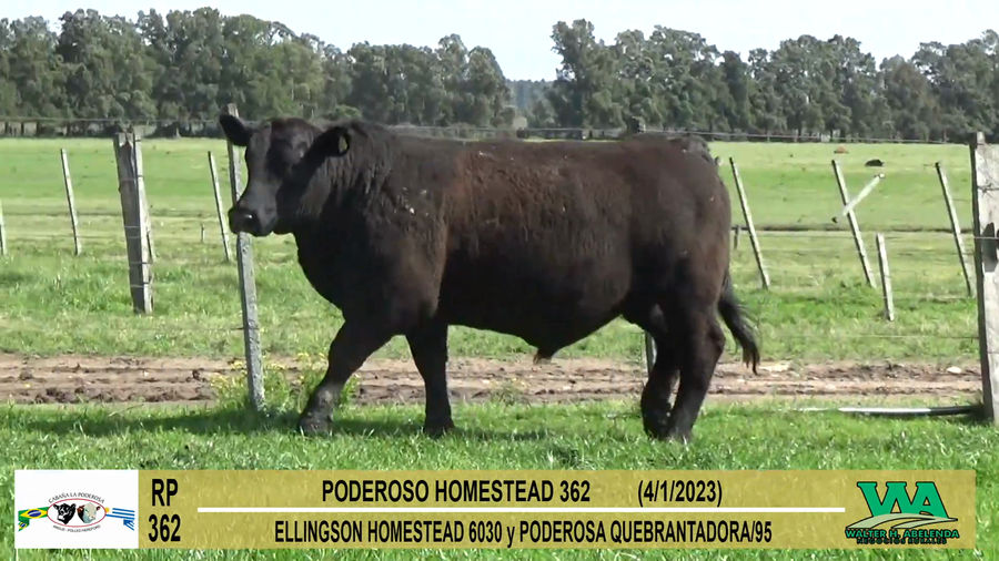 Lote Toros PI / PO / PC Angus a remate en Cabaña La Poderosa, Florida