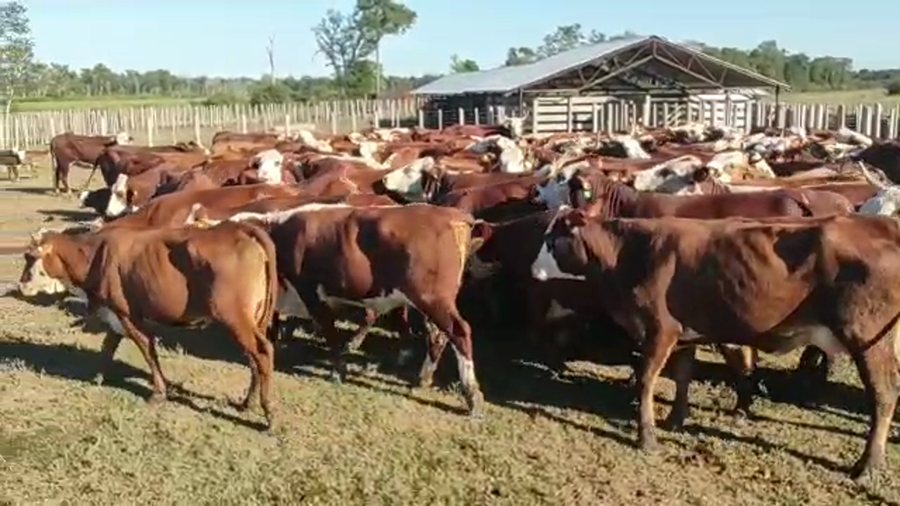 Lote 110 Vacas nuevas Preñadas en Pirané, Formosa