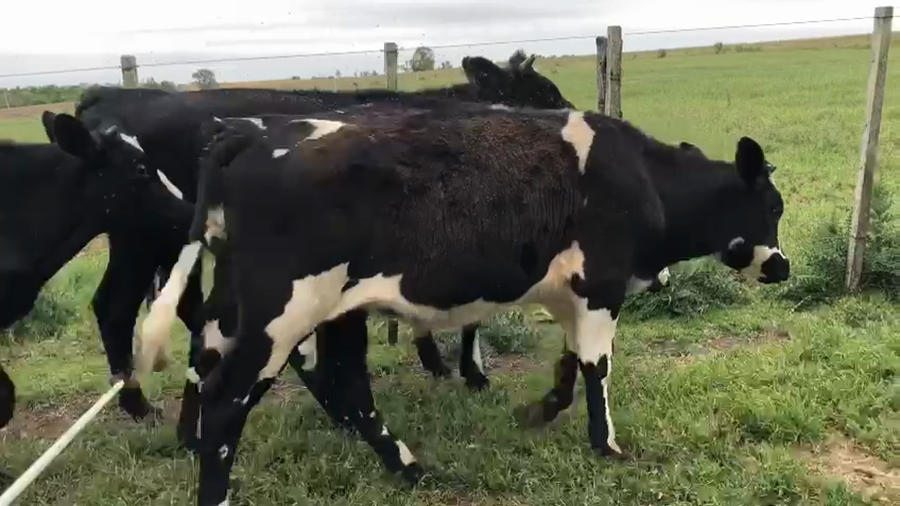 Lote (Vendido)13 Novillos Cruza Normando a remate en Pantalla Camy en Escudero