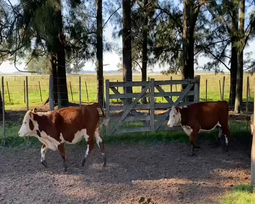 Lote 50 Terneros/as en Navarro, Buenos Aires