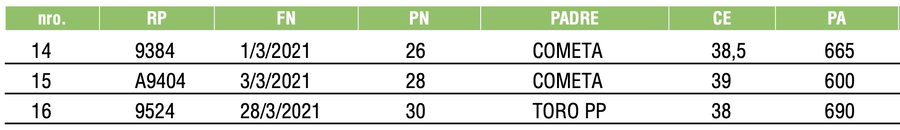Lote TOROS ANGUS NEGROS PC