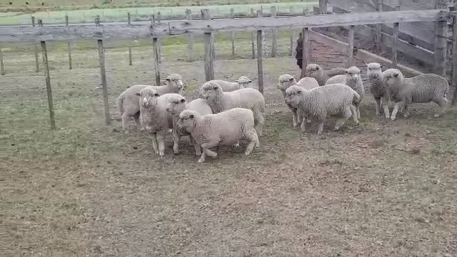 Lote (Vendido)12 Corderos a remate en PANTALLA FEDERICO GARLAND 25kg -  en COLONIA BELGRANO