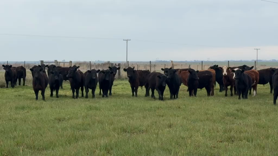 Lote 90 Novillitos