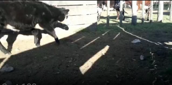 Lote 8 Terneras en Soriano