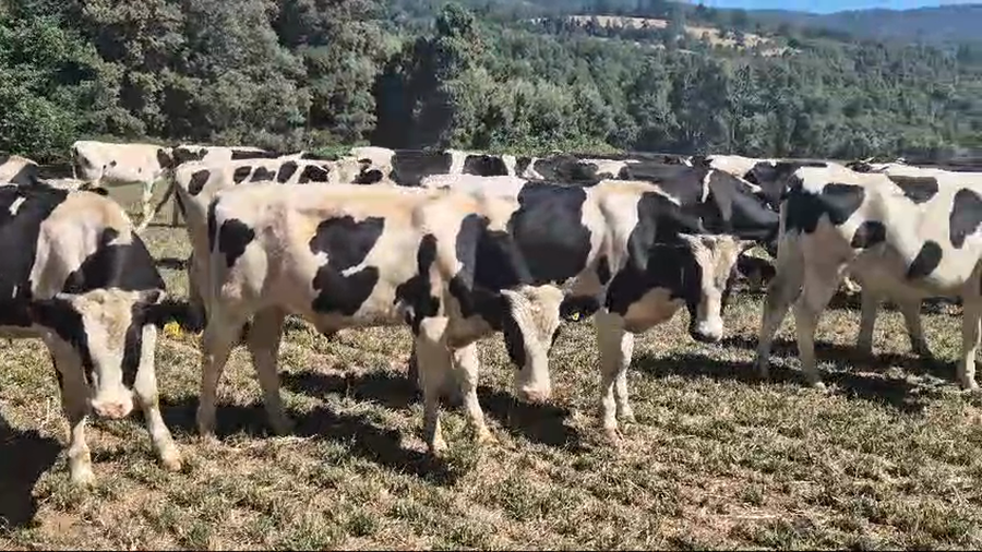 Lote 40 Novillo Engorda en Lanco, XIV Región Los Ríos