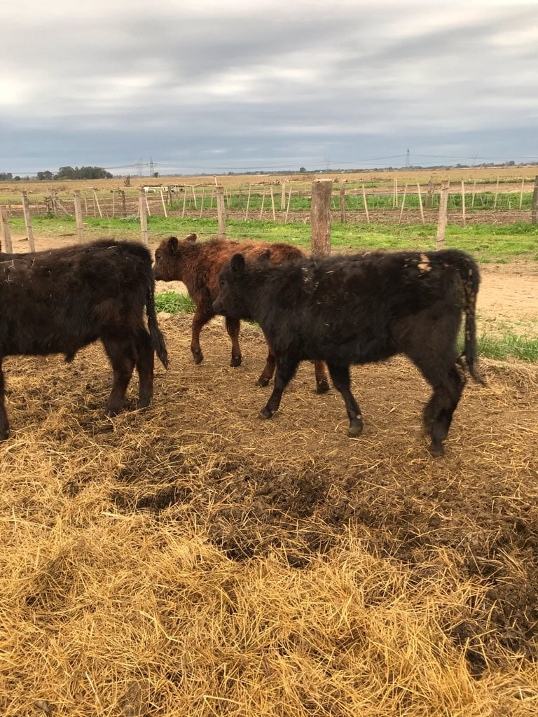 Lote 29 Terneros/as en Guernica, Buenos Aires