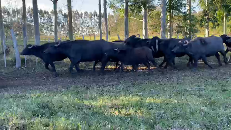 Lote 67 Búfalas Preñadas