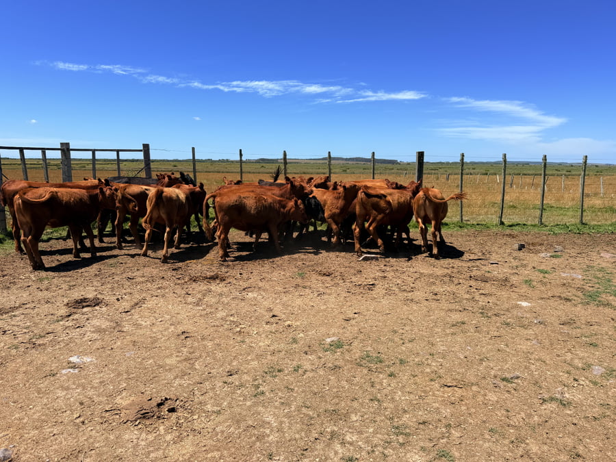 Lote Vaquillonas 1 a 2 años