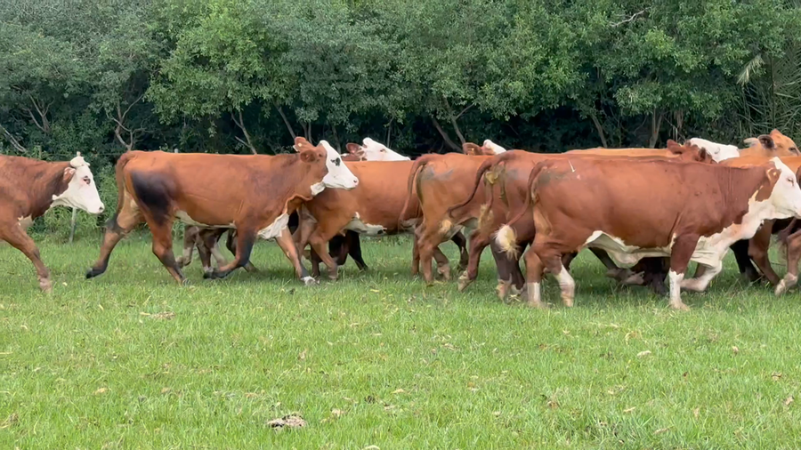 Lote 31 Vacas de invernar