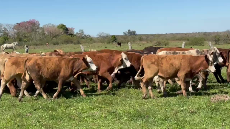 Lote 115 Terneros en Corrientes, Mercedes