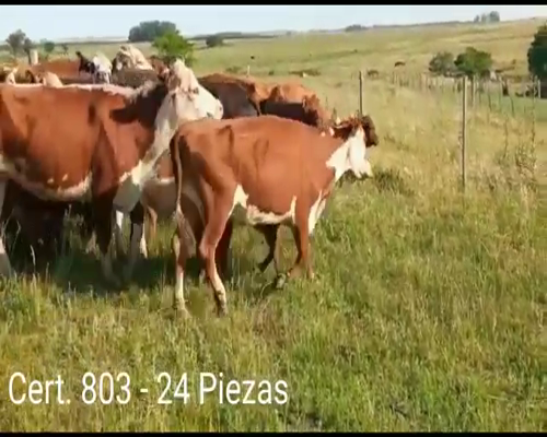 Lote PIEZAS DE CRIA