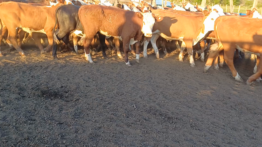 Lote 120 Terneras en Villaguay, Entre Ríos
