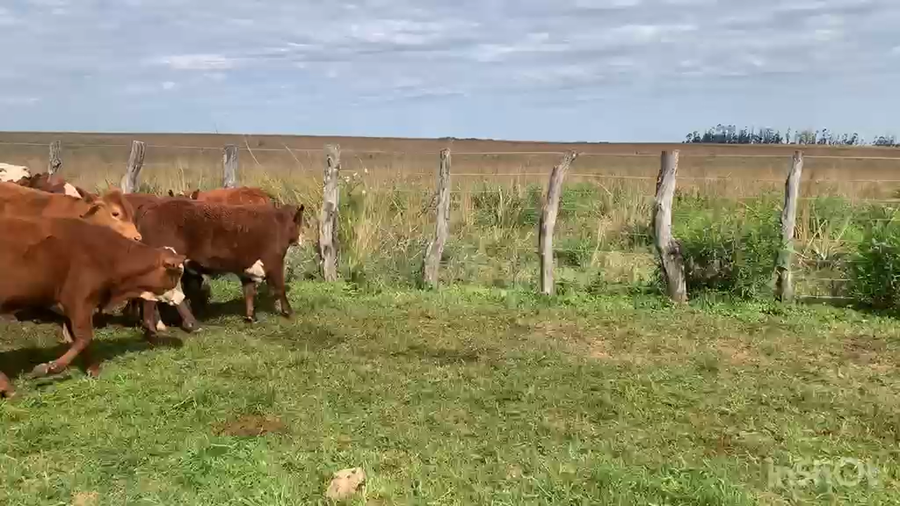 Lote 70 Terneros