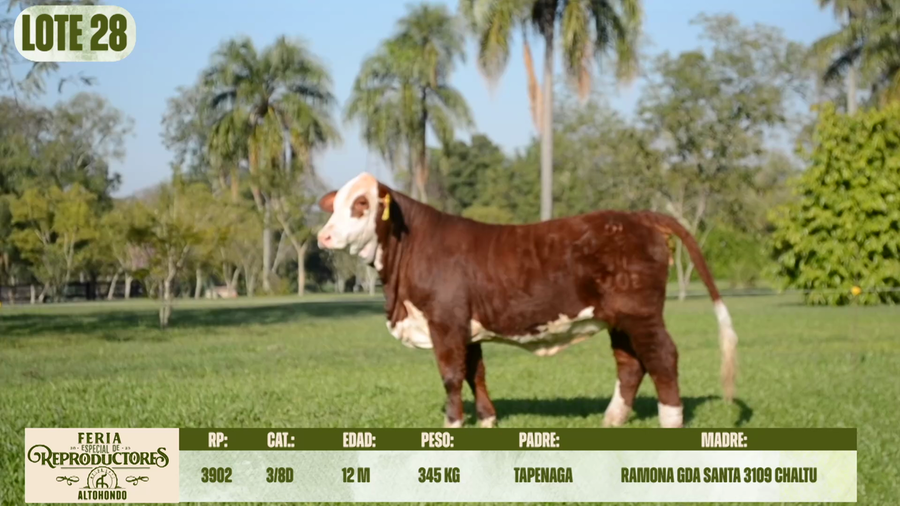 Lote LOTE 28