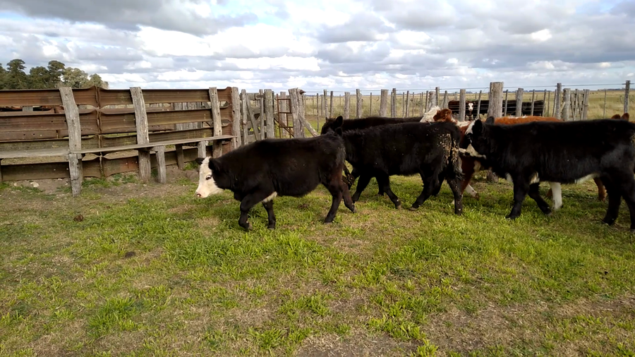 Lote 18 Terneras en Rauch, Buenos Aires