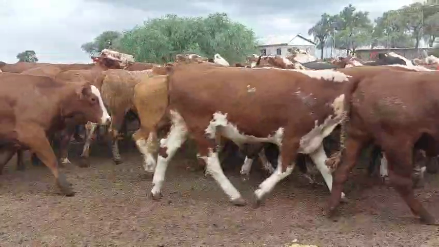 Lote 43 Novillo Consumo