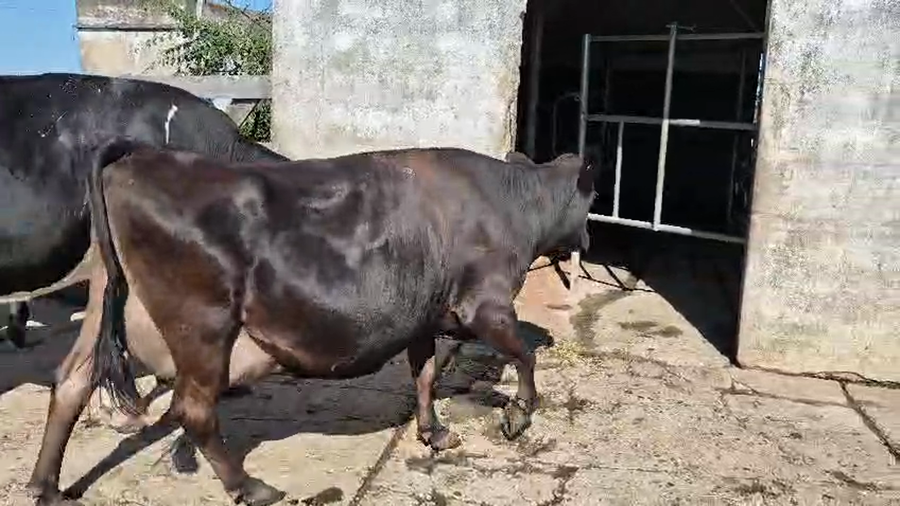 Lote 3 Vacas próximas a remate en Pantalla Camy - Aniversario 31 Años, San José