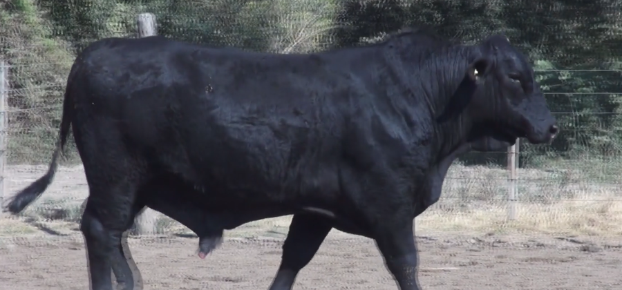 Lote TOROS(CORRAL 13)BRANGUS "CABAÑA DON TINCHO"