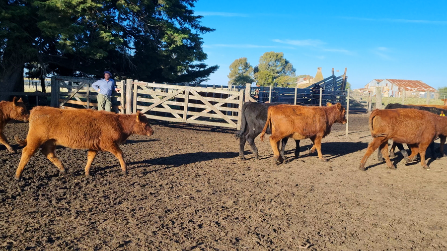 Lote 62 Terneras en Benito Juárez, Buenos Aires
