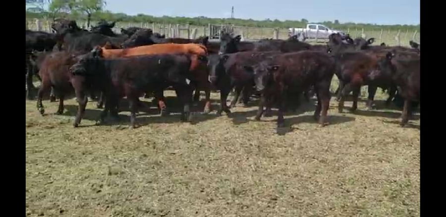 Lote 50 Terneros/as en Villaguay, Entre Ríos