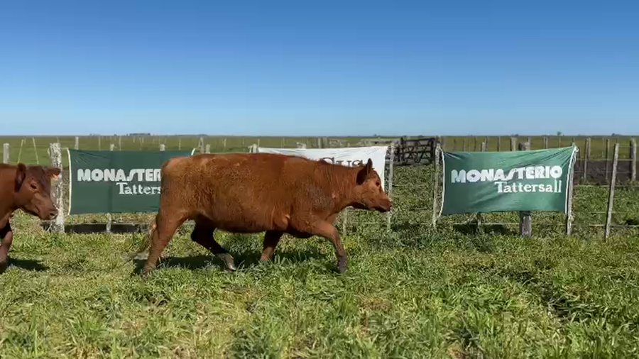 Lote Vaquillonas MAS de 24 meses de Willis