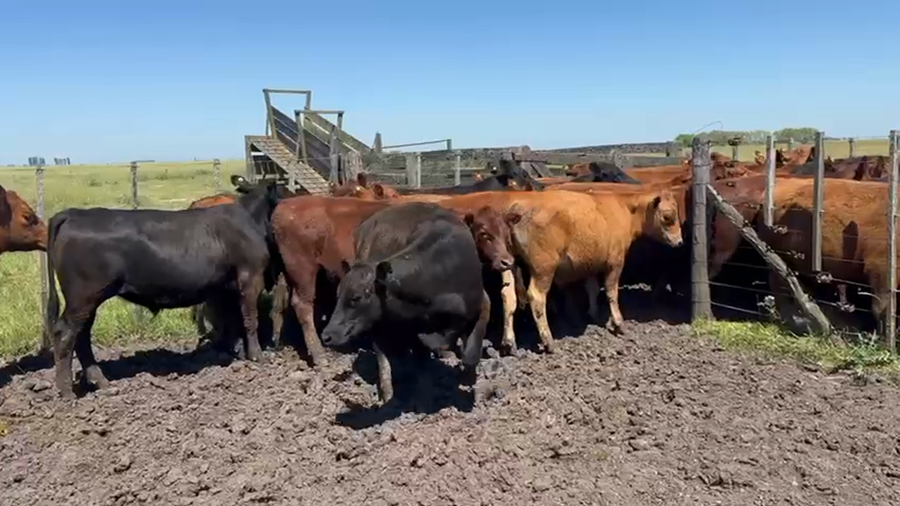 Lote 32 Novillos y Novillitos en Azul