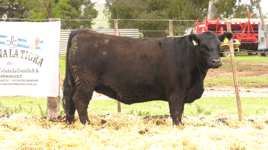 Lote HEMBRAS ANGUS PURAS DE PEDIGREE