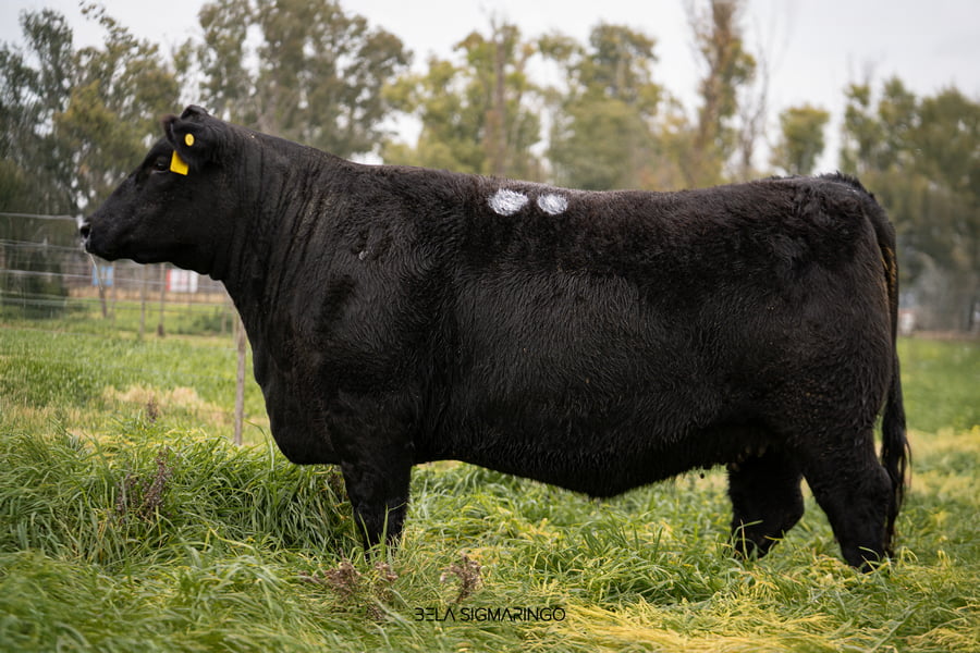 Lote VAQUILLONAS ANGUS  PP PREÑADAS