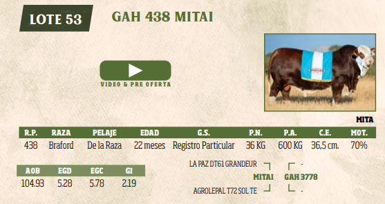Lote LOTE 53