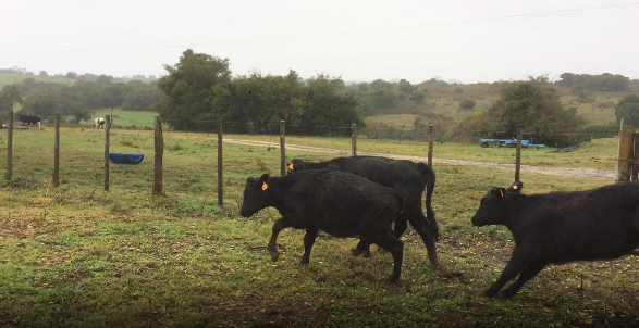Lote 16 Terneras en Colonia