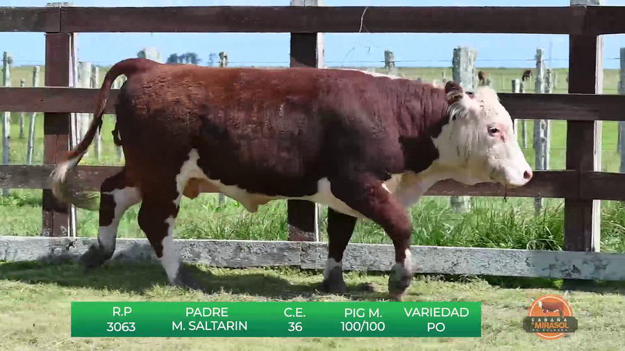 Lote TOROS DE 18 MESES