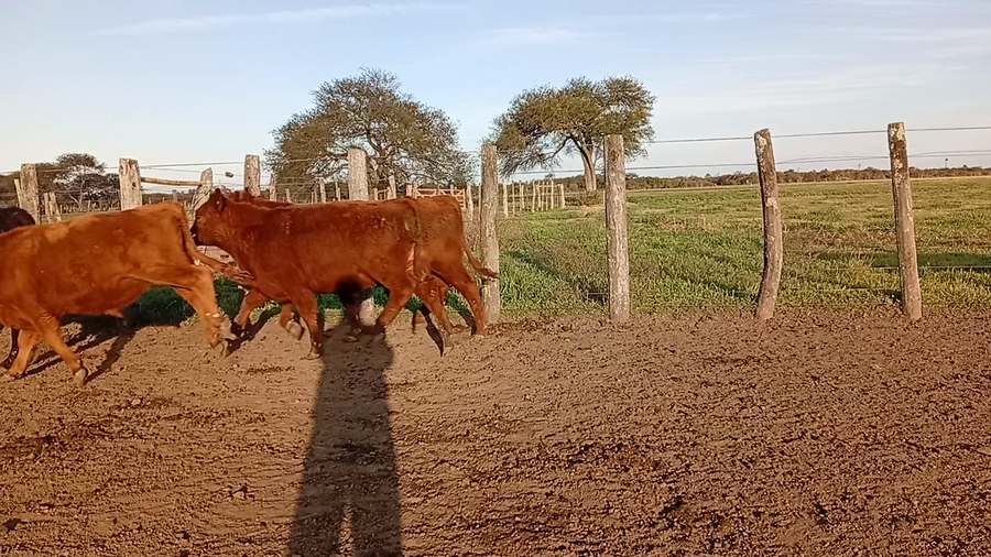 Lote 40 Novillitos en Entre Ríos, Conscripto Bernardi