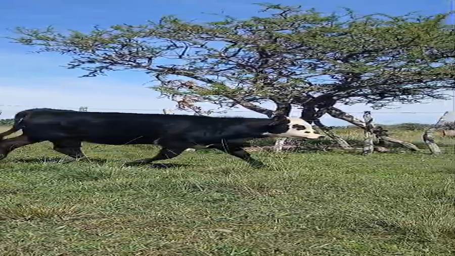 Lote 4 Terneras en Entre Ríos, Chajarí