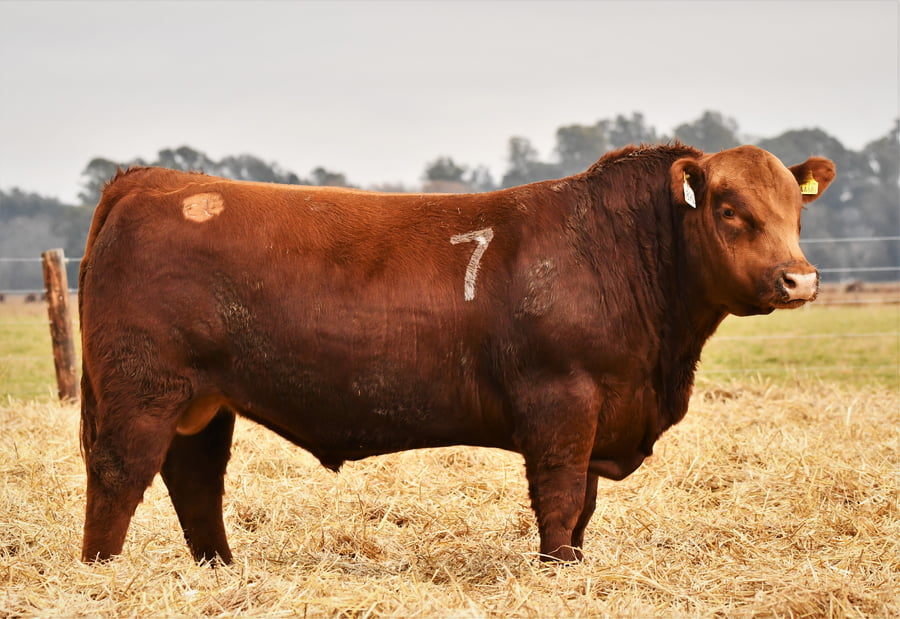 Lote Toro Angus PC