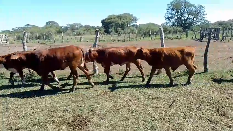 Lote 130 Terneros/as