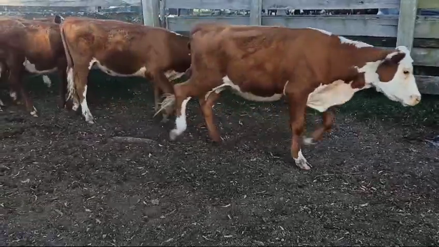 Lote VAQUILLONAS DE 1 A 2