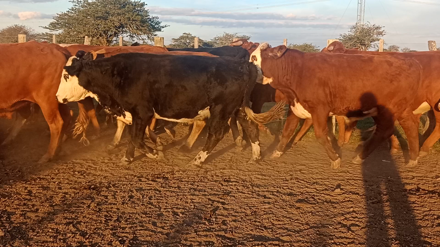 Lote 50 Novillos en Corrientes, Curuzu Cuatia