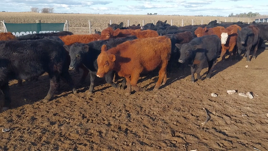 Lote 40 Terneros en Daireaux