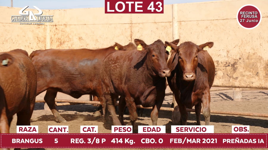 Lote Reproductores de Alborada - Lote 43