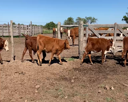 Lote 65 Terneros/as en Mercedes, Corrientes