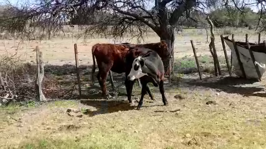 Lote (Vendido)2 Novillos a remate en PANTALLA FEDERICO GARLAND 320kg -  en SANTA ELENA