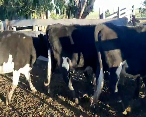 Lote 12 Vaquillonas  CRUZA 350kg - , San José