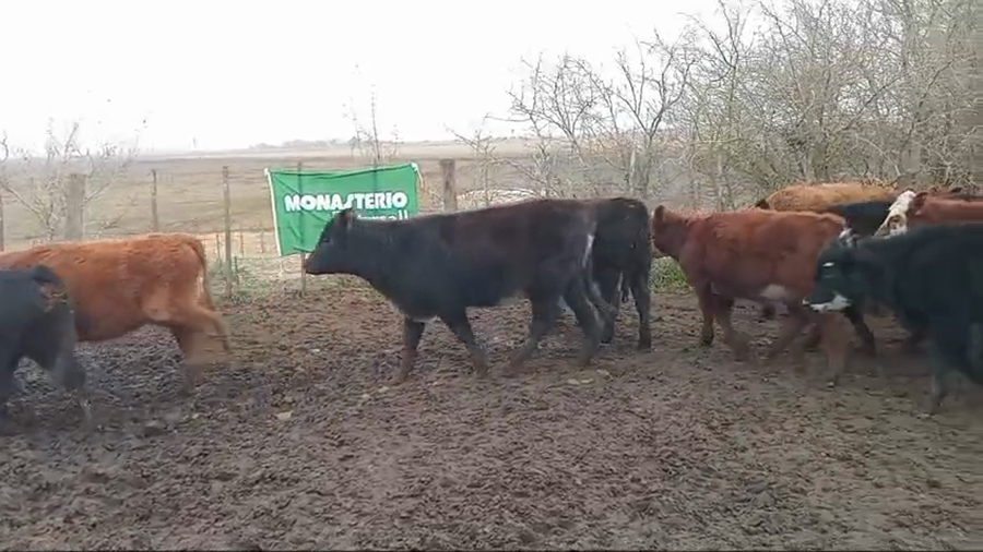 Lote 60 Terneras