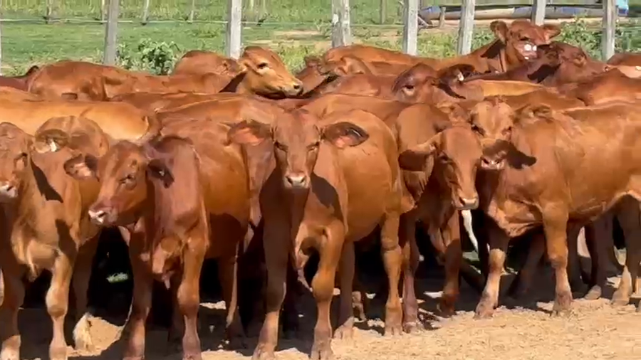 Lote 140 Terneros/as en Corrientes, Santo Tomé