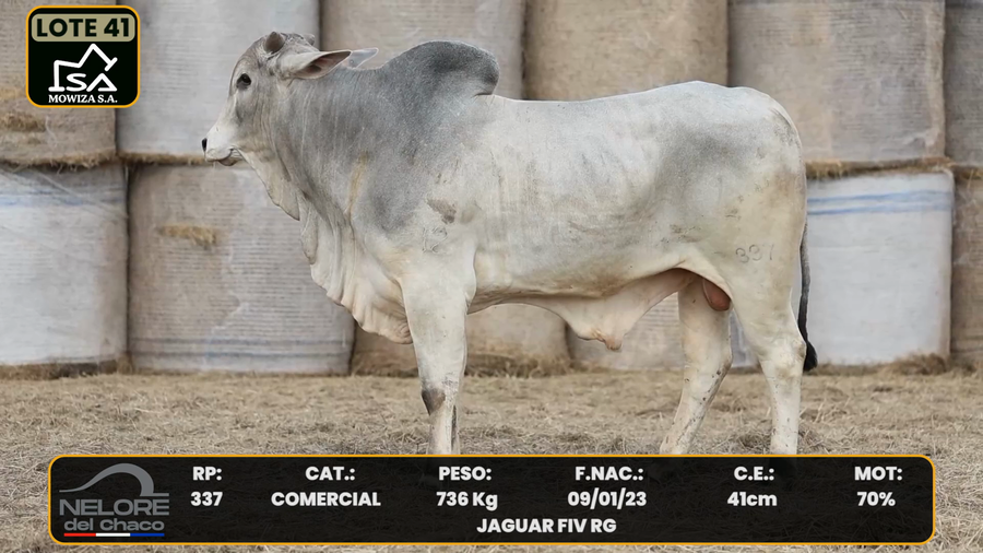 Lote LOTE 41