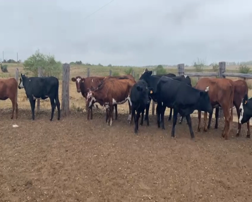 Lote VAQUILLONAS 1-2 AÑOS