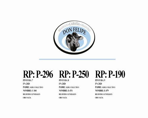 Lote Vaquillonas para servicio Cabaña Don Felipe